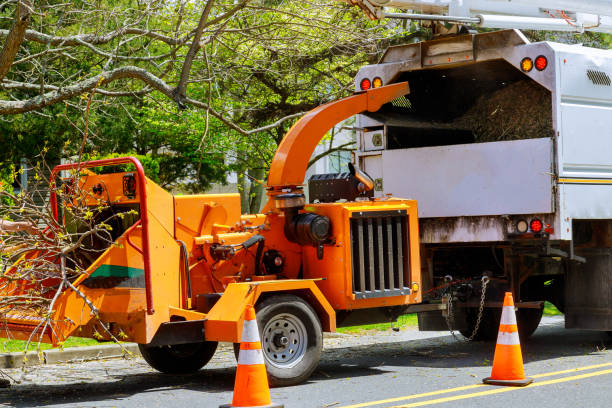 The Steps Involved in Our Tree Care Process in Gonzalez, FL